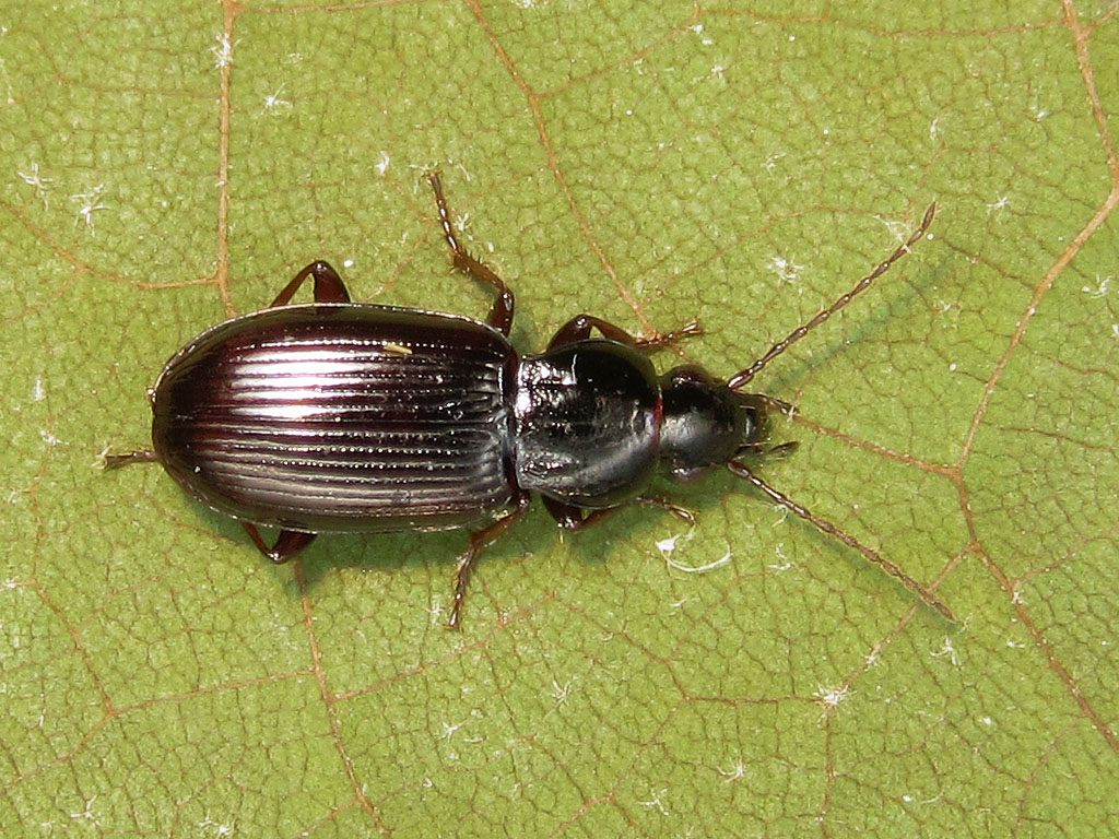 Carabidae: Pterostichus cfr. strenuus